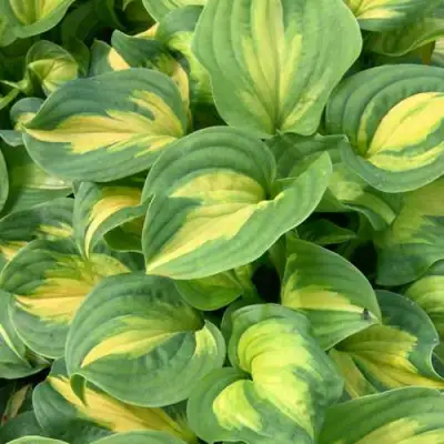 Хоста ЭМЕРАЛЬД ЧАРДЖЕР гибридная в Лиде