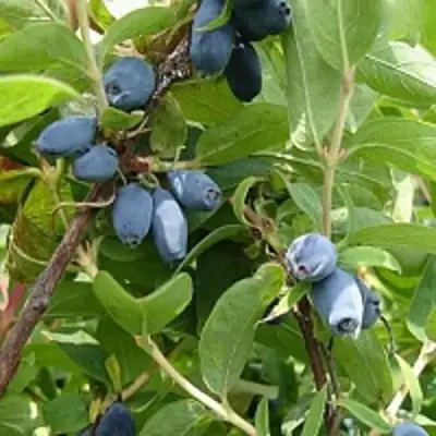 Жимолость съедобная НАРЫМСКАЯ в Лиде