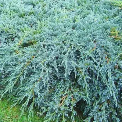 Можжевельник БЛЮ КАРПЕТ чешуйчатый в Лиде