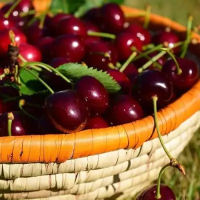 Вишня НЕСВИЖСКАЯ в Лиде