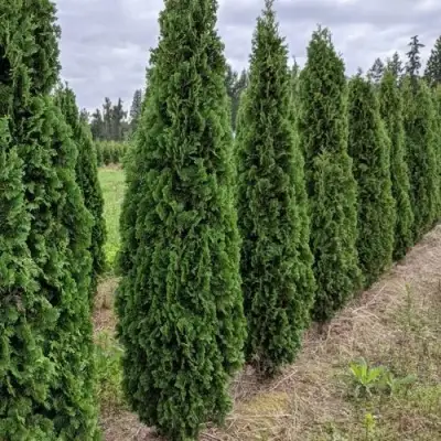 Туя ДЕГРУТ СПАЙР западная в Лиде