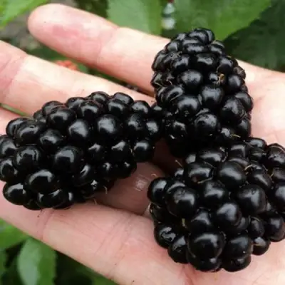 Ежевика ПОЛАР бесшипная  в Лиде