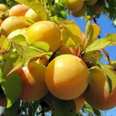 Слива МЕДОВАЯ ЖЁЛТАЯ в Лиде