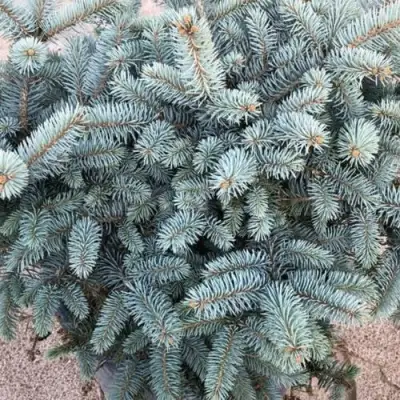 Ель ГЛАУКА колючая в Лиде