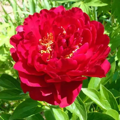 Пион ХРАБРЫЙ ВОИН травянистый в Лиде