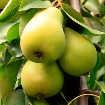 Груша НЕЖНОСТЬ колонновидная	 в Лиде