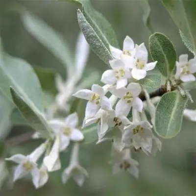 ЛОХ СЕРЕБРИСТЫЙ в Лиде