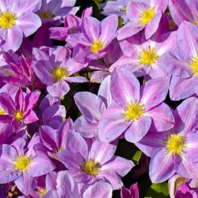 Клематис ЧЕЙНДЖ ОФ ХАРТ в Лиде