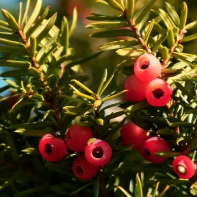 Тис ЭЛЕГАНТИССИМА ягодный в Лиде