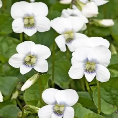 Фиалка АЛЬБИФЛОРА сестринская в Лиде