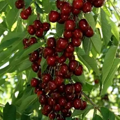 Черешня ХЕЛЕНА колоновидная в Лиде