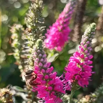 Вероника РОЗЕА колосковая в Лиде