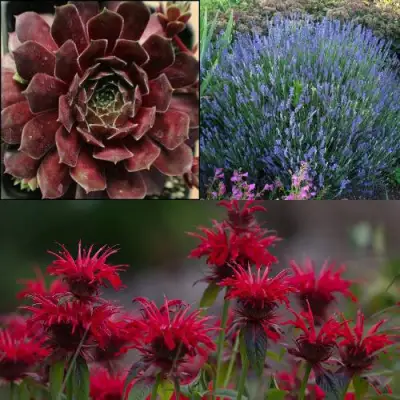 Комплект ФИОЛЕТОВОЕ ВДОХНОВЕНИЕ в Лиде