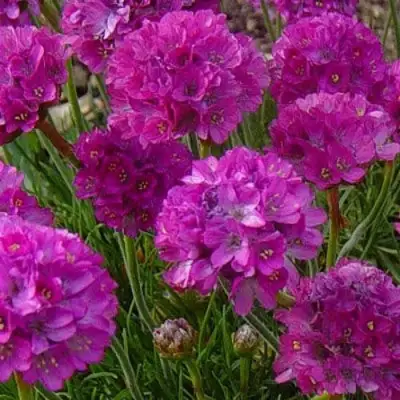 Армерия МОНИНГ СТАР ДИП РОУЗ в Лиде