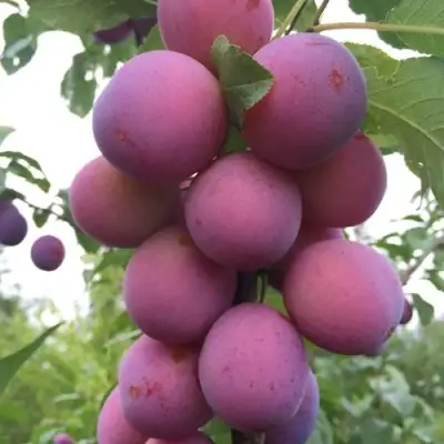 Слива ИМПЕРИАЛ колонновидная в Лиде