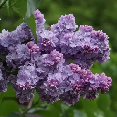 Сирень КАТЕРИНА ХАВЕМЕЙЕР в Лиде