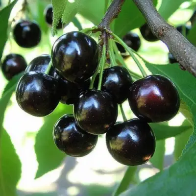 Вишня РОССОШАНСКАЯ ЧЕРНАЯ в Лиде