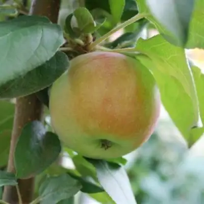 Яблоня ПОДСНЕЖНИК стелющаяся в Лиде