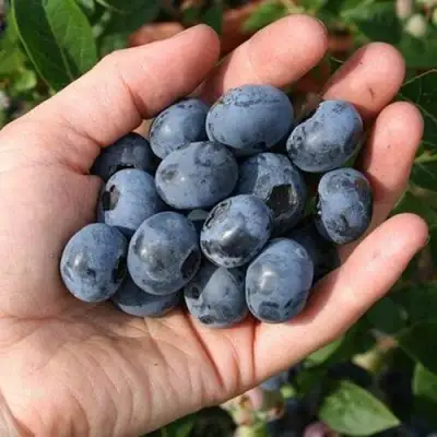 Голубика ПАТРИОТ в Лиде