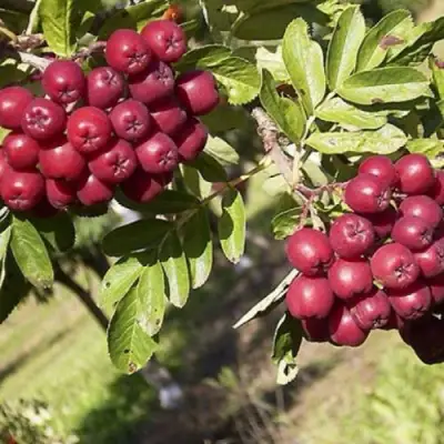 Рябина БУРКА сладкоплодная в Лиде