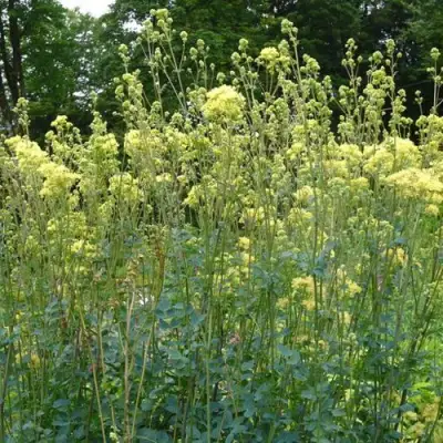 Василистник ГЛАУКУМ желтый в Лиде
