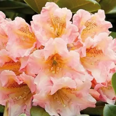 Рододендрон ФЛАУТАНДО в Лиде