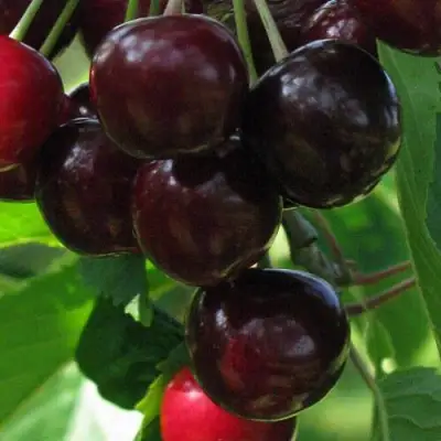 Черешня ВАЛЕРИЙ ЧКАЛОВ в Лиде