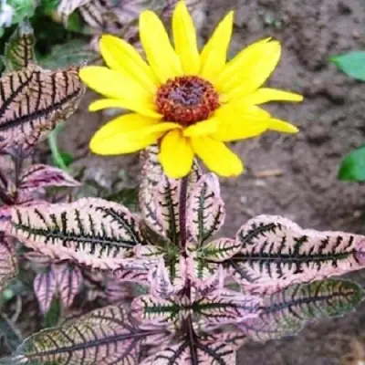 Гелиопсис САММЕР ПИНК в Лиде