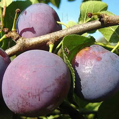 Слива СТАРТОВАЯ в Лиде