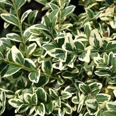 Бирючина ВАРИЕГАТУМ овальнолистная в Лиде