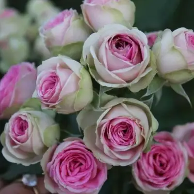 Роза МИМИ ЭДЕН спрей в Лиде