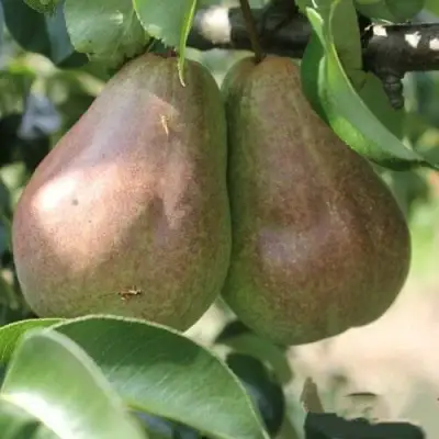 Груша БРЯНСКАЯ КРАСАВИЦА в Лиде