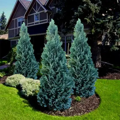 Кипарисовик ВАН ПЕЛЬТС БЛЮ лавсона в Лиде