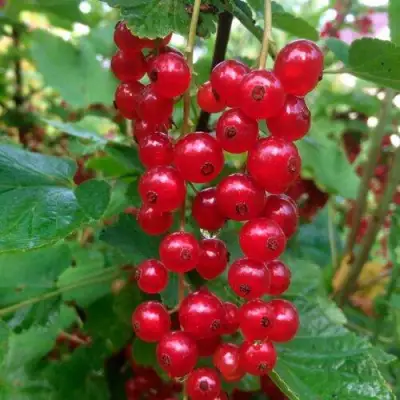 Смородина красная КОНСТАНТИНОВСКАЯ в Лиде