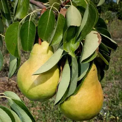 Груша ДЮШЕС ЛЕТНИЙ в Лиде