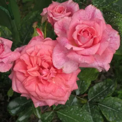 Роза ПЬЕР КАРДЕН чайно-гибридная в Лиде