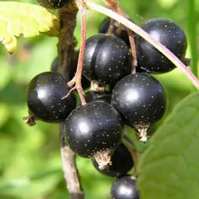 Смородина чёрная ПАМЯТЬ ВАВИЛОВА в Лиде