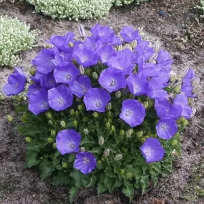 Колокольчик САНТА карпатский в Лиде