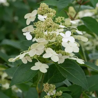 Гортензия ПРИМ ВАЙТ метельчатая в Лиде