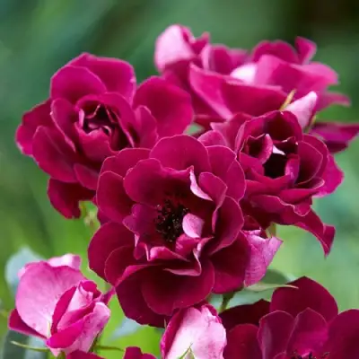 Роза БУРГУНДИ АЙС флорибунда в Лиде