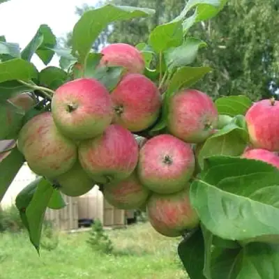 Яблоня ГРУШОВКА МОСКОВСКАЯ в Лиде