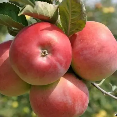 Яблоня ВЭМ-РОЗОВЫЙ в Лиде