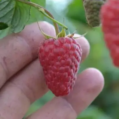 Малина КОРПИКО в Лиде