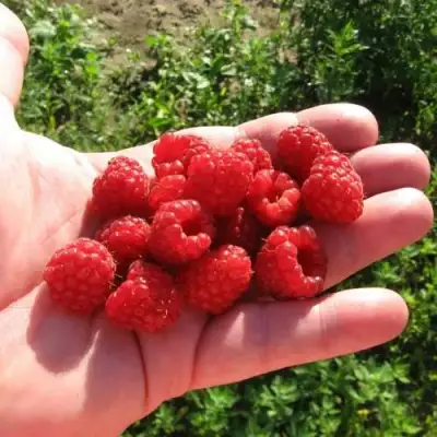 Малина БАЛЬЗАМ в Лиде