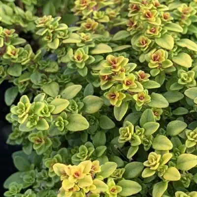 Тимьян АРЧЕРЗ ГОЛД в Лиде