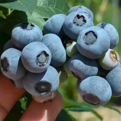 Голубика СИЕРРА в Лиде