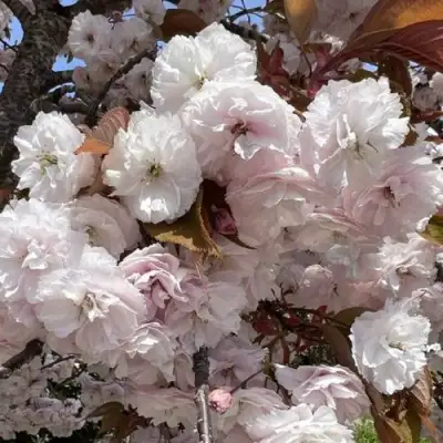 Сакура ШИРОФУГЕН в Лиде