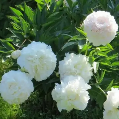 Пион МУН ОВЕР БАРРИНГТОН травянистый в Лиде