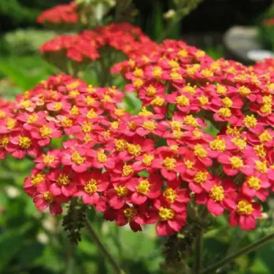 Тысячелистник ПАПРИКА обыкновенный в Лиде