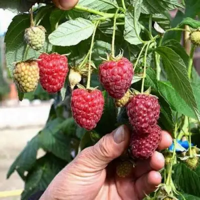 Малина ПОЛЕСЬЕ в Лиде